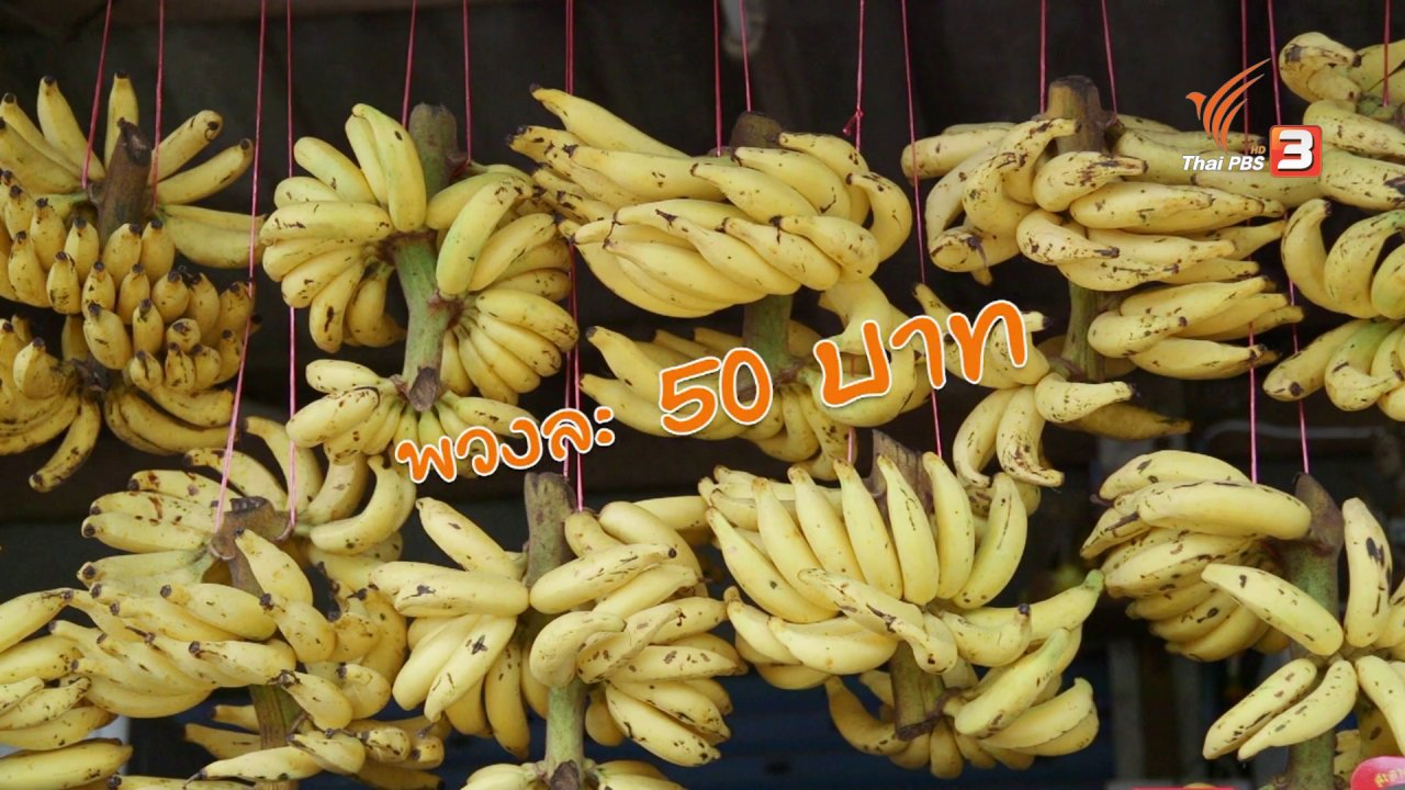 วันใหม่ ไทยพีบีเอส - สายสืบเจาะตลาด : สำรวจราคากล้วยเล็บมือนาง จ.ชุมพร