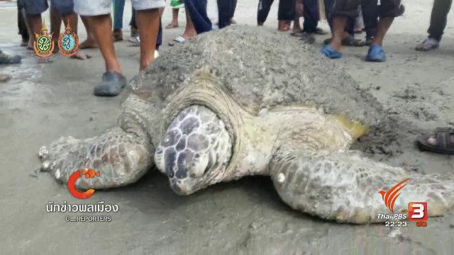 พบเต่าตนุบาดเจ็บนอนเกยที่ชายหาดปากบารา จ.สตูล