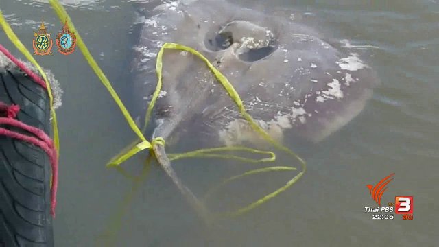 ที่นี่ Thai PBS : พิสูจน์สาเหตุปลากระเบนราหูน้ำจืดตาย