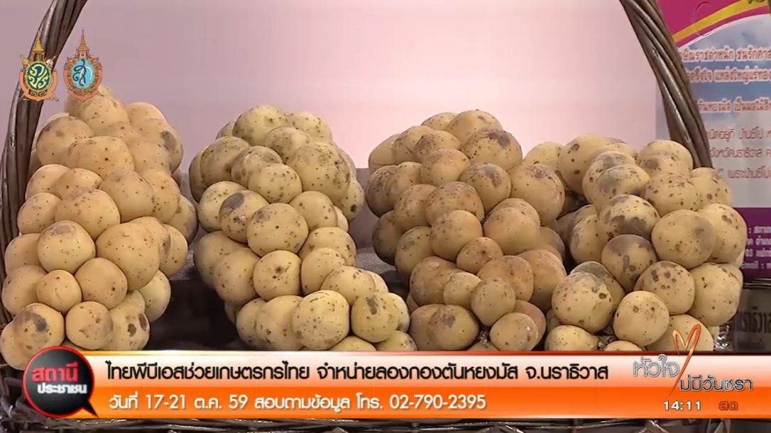 สถานีประชาชน - สถานีประชาชน : ไทยพีบีเอสช่วยเกษตรกรไทย จำหน่ายลองกองตันหยงมัส จ.นราธิวาส