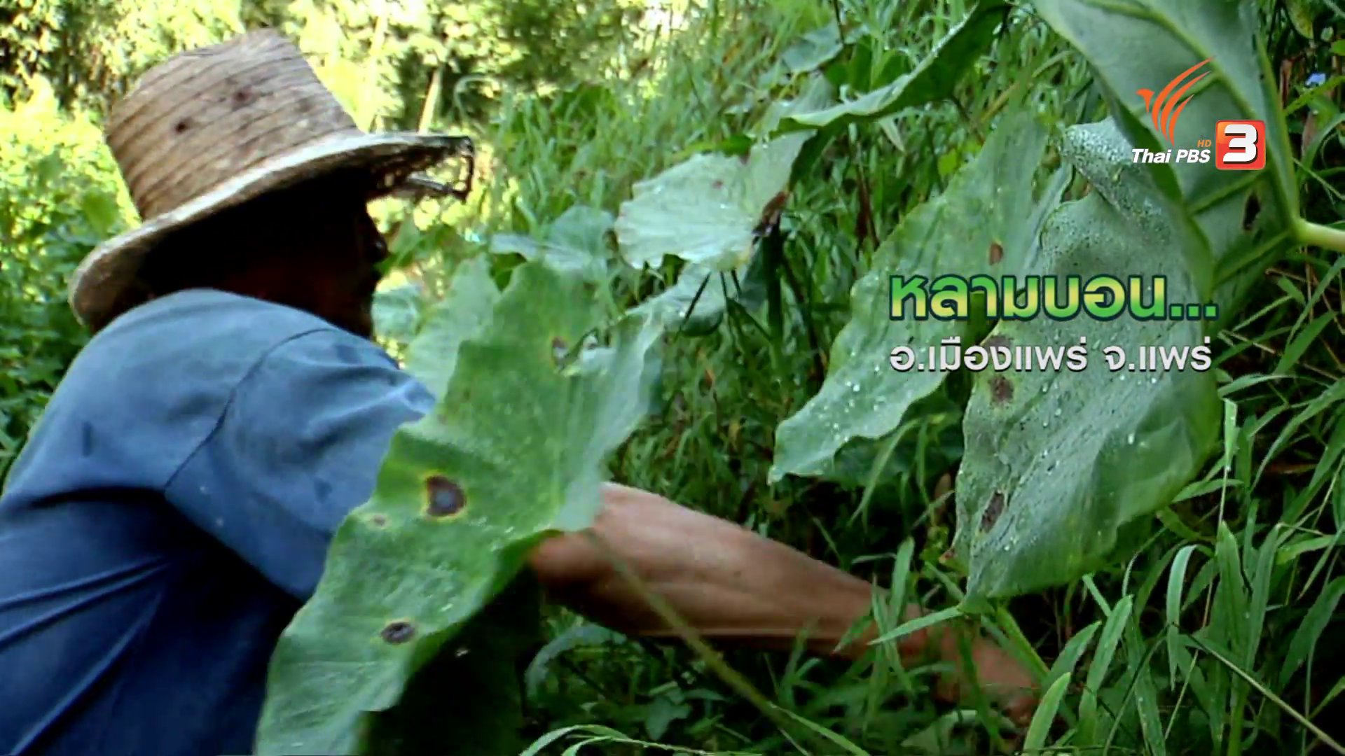 ตะลุยทั่วไทย : หลามบอน