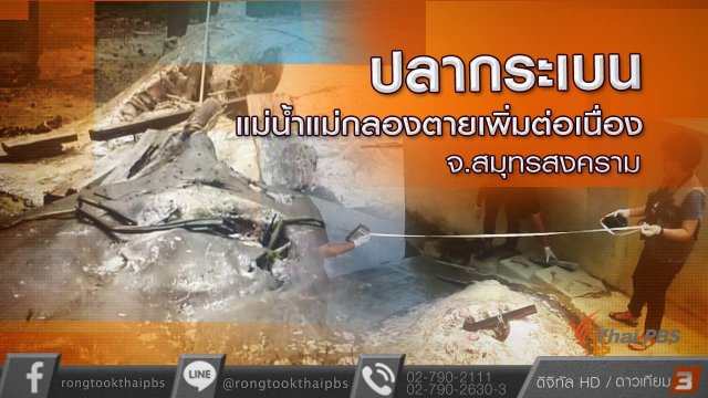 ปลากระเบนแม่น้ำแม่กลองตายเพิ่มต่อเนื่อง จ.สมุทรสงคราม