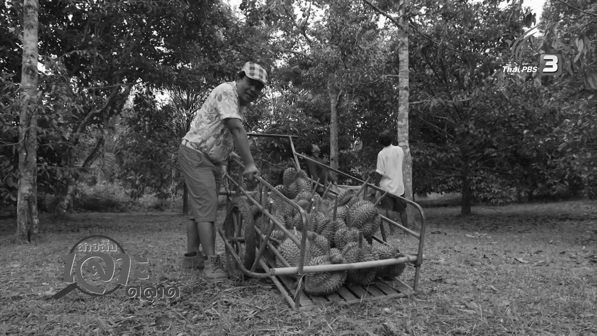 สำรวจราคาทุเรียน จ.ชุมพร