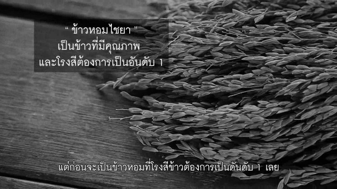 ปลูกวันแม่ เกี่ยววันพ่อ - ปลูกวันแม่ เกี่ยววันพ่อ : ข้าวหอมไชยา ข้าวพันธุ์ดีเมืองใต้