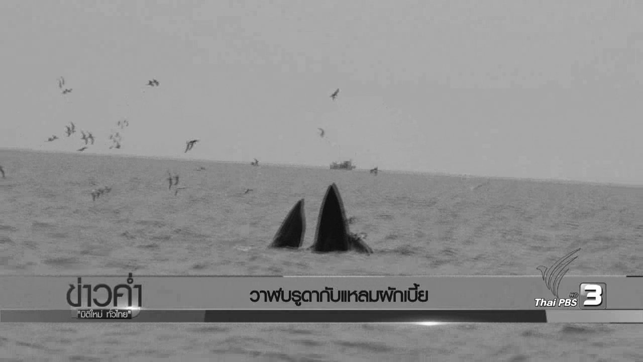 "วาฬบูรดา" โชว์ตัว วันที่ "แหลมผักเบี้ย" ฟื้นตัว