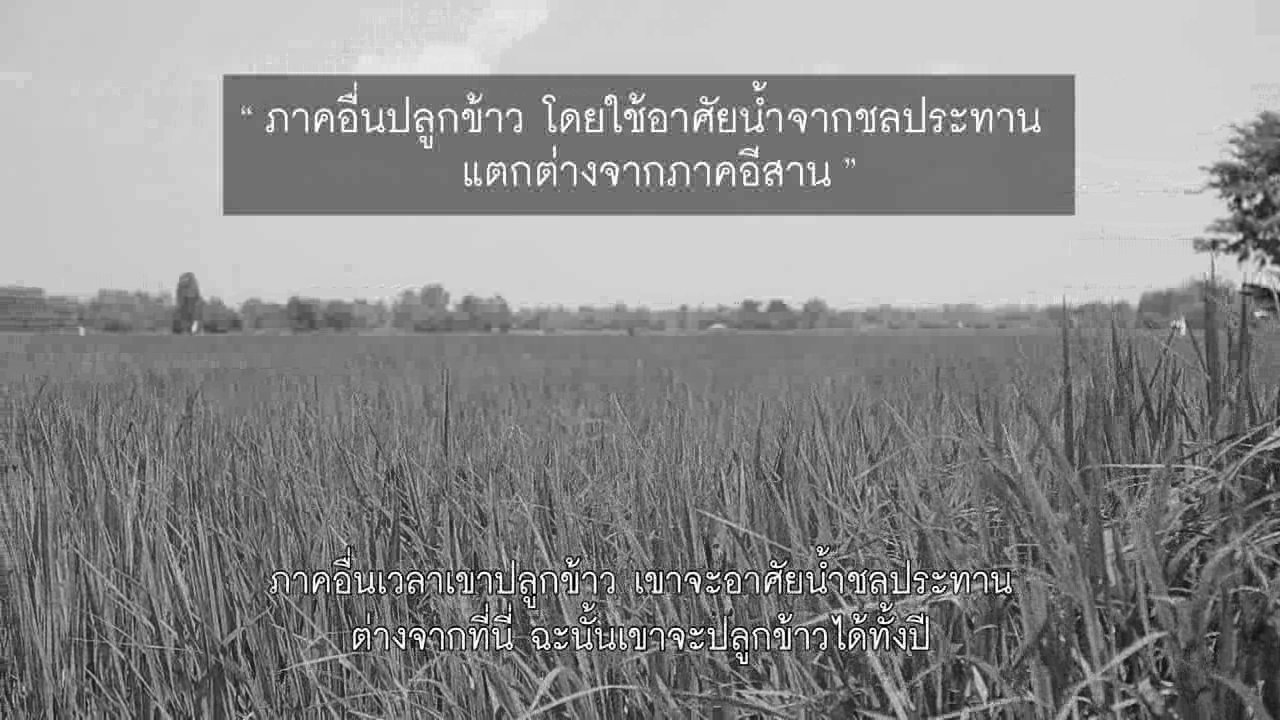 ปลูกวันแม่ เกี่ยววันพ่อ - หว่านกล้า 12 สิงหาคมในถิ่นอีสาน