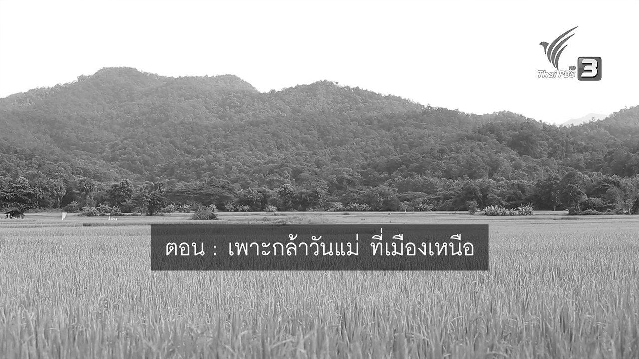 ปลูกวันแม่ เกี่ยววันพ่อ - เพาะกล้าวันแม่ที่เมืองเหนือ