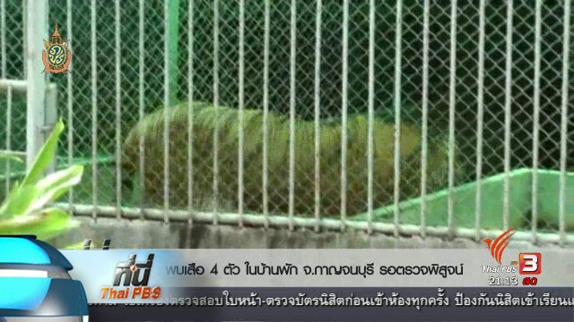 ที่นี่ Thai PBS : พบเสือ 4 ตัว ในบ้านพัก จ.กาญจนบุรี