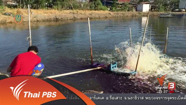 นักข่าวพลเมือง : ปลาเชลย รายได้เสริมคู่ปลาสลิด