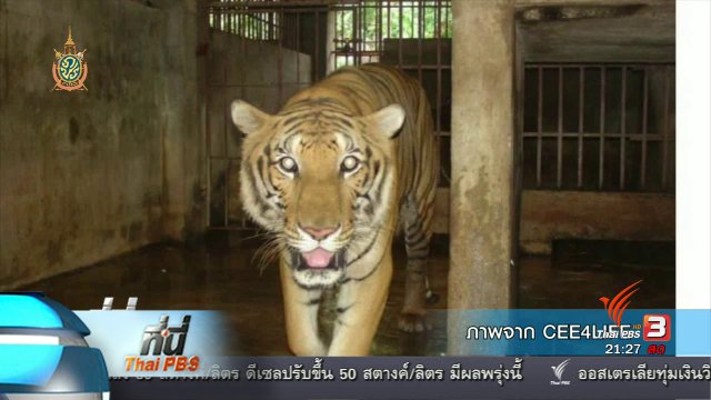 ที่นี่ Thai PBS : เจ้าอาวาสวัดป่าหลวงตาบัวปฏิเสธ "ค้าเสือโคร่ง"