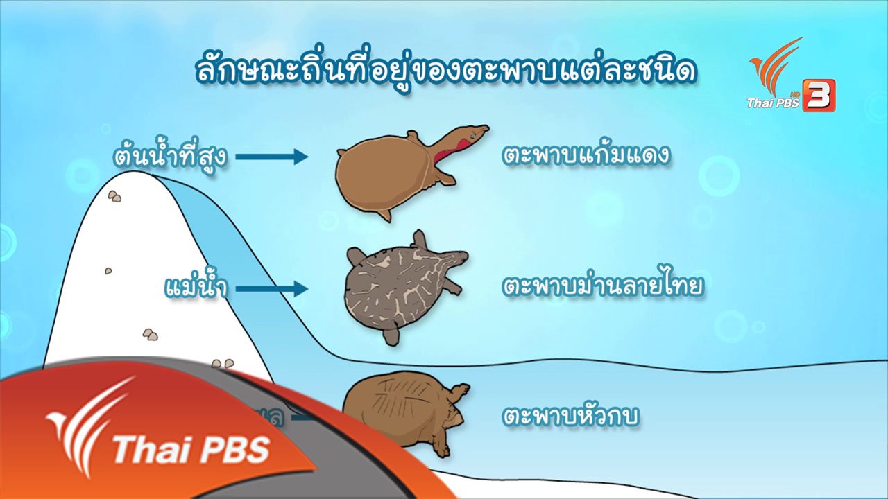 Animals Speak - ตะพาบสัญชาติไทยกับวิกฤติใกล้สูญพันธุ์