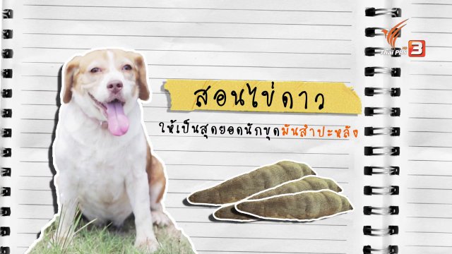 Foodwork : สอนไข่ดาวให้เป็นสุดยอดนักขุดมันสำปะหลัง