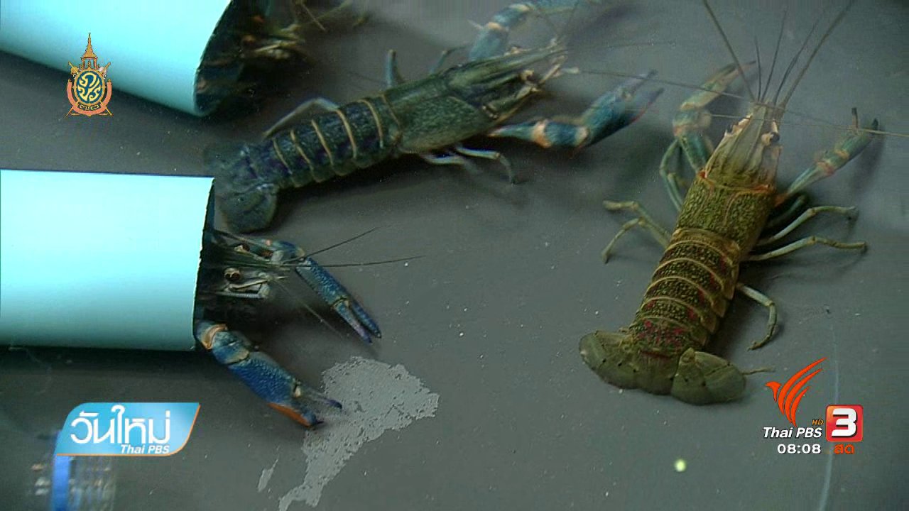 วันใหม่ ไทยพีบีเอส - ลงทุนทำกิน : เลี้ยงกุ้งก้ามแดงสร้างรายได้