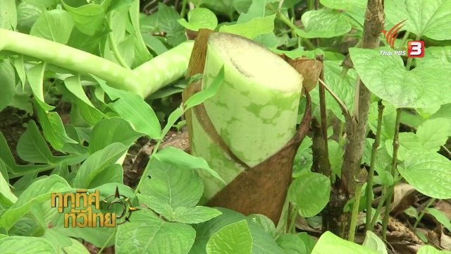 วิถีทั่วไทย : แกงบุกใส่ระกำ