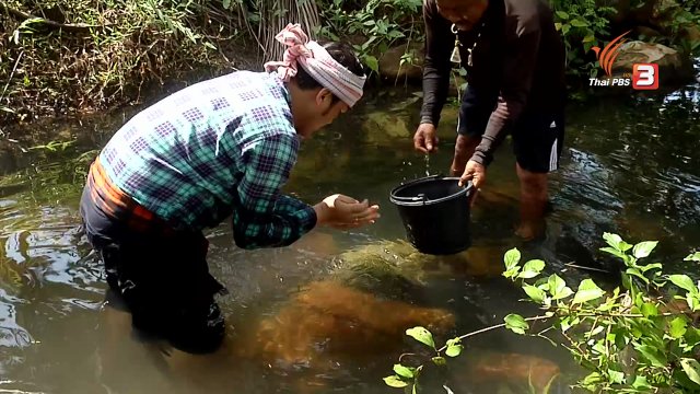 ตะลุยทั่วไทย : หอยครั่ง