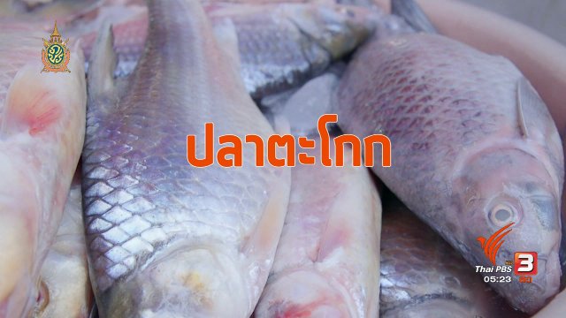 สายสืบเจาะตลาด : สำรวจราคาอาหารพื้นบ้านอีสาน ตลาดลาดพร้าวสะพาน 2