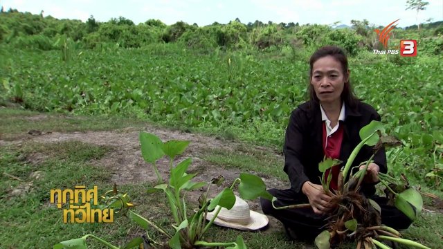 วิถีทั่วไทย : แกงส้มต้นอ่อนผักตบชวา