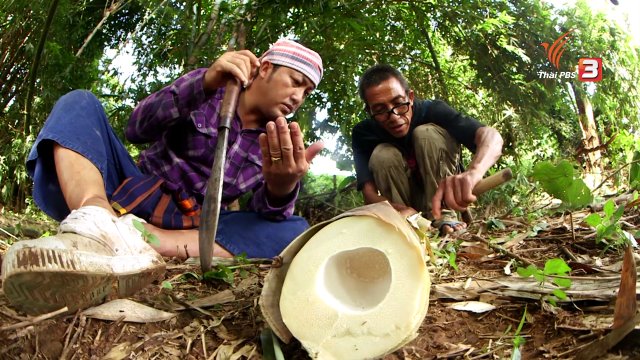 ตะลุยทั่วไทย : ด้วงหน่อไม้