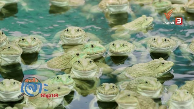 สายสืบเจาะตลาด : สำรวจราคากบหน้าฟาร์ม