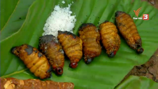 ตะลุยทั่วไทย : แมงด้วนย่าง