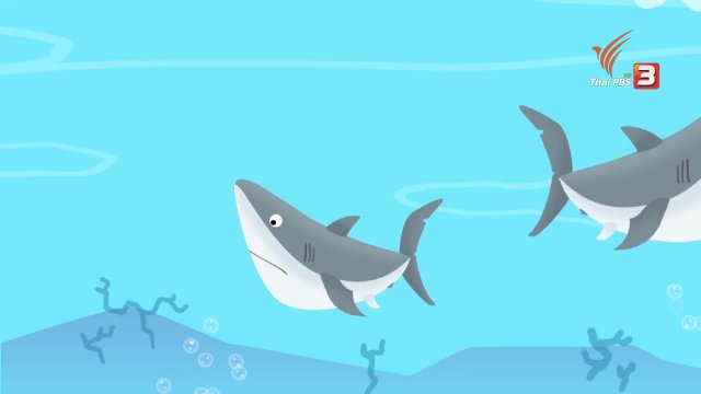 จริงหรือไม่ : จริงหรือไม่จริง วาฬถ้าหยุดว่ายน้ำจะตาย?