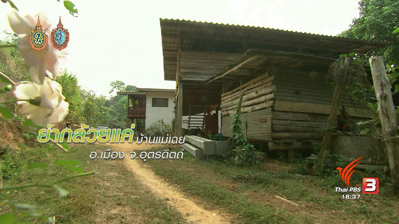 ข่าวค่ำ มิติใหม่ทั่วไทย - ตะลุยทั่วไทย : ยำกล้วยแค่