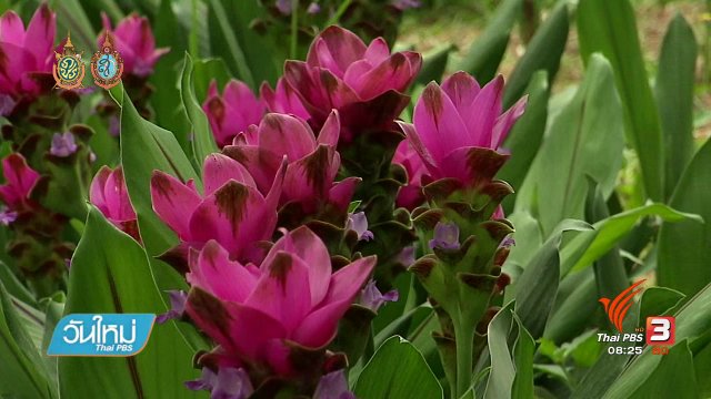 บอกเล่าข่าวดี : ชมดอกกระเจียว จ.สุพรรณบุรี