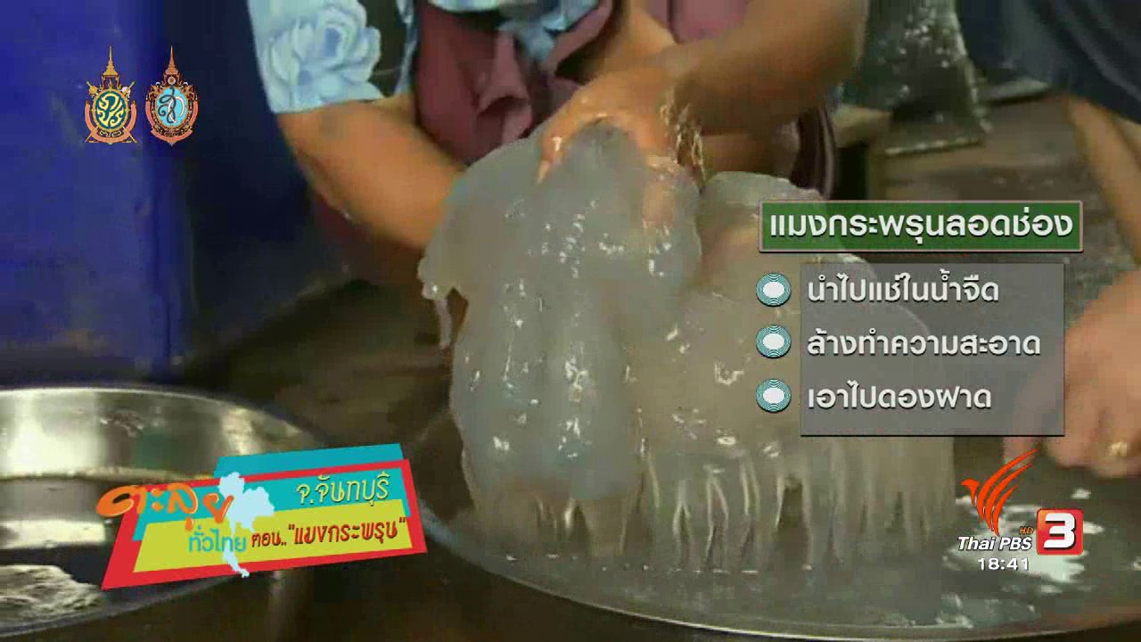 ข่าวค่ำ มิติใหม่ทั่วไทย - ตะลุยทั่วไทย : แมงกระพรุน