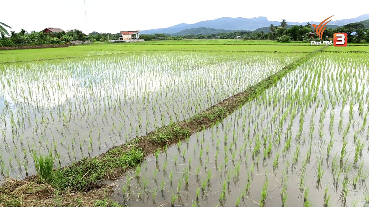 คนสู้โรค - บ้านเมืองรวง ต้นแบบวิถีเกษตรอินทรีย์, ดื่มน้ำกระเจี๊ยบเขียวลดไขมัน