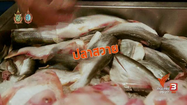 สายสืบเจาะตลาด : สำรวจราคาปลาน้ำจืด จ.สิงห์บุรี  (8 ส.ค. 59)