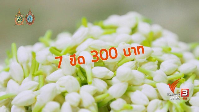 สายสืบเจาะตลาด : สำรวจราคาดอกมะลิ