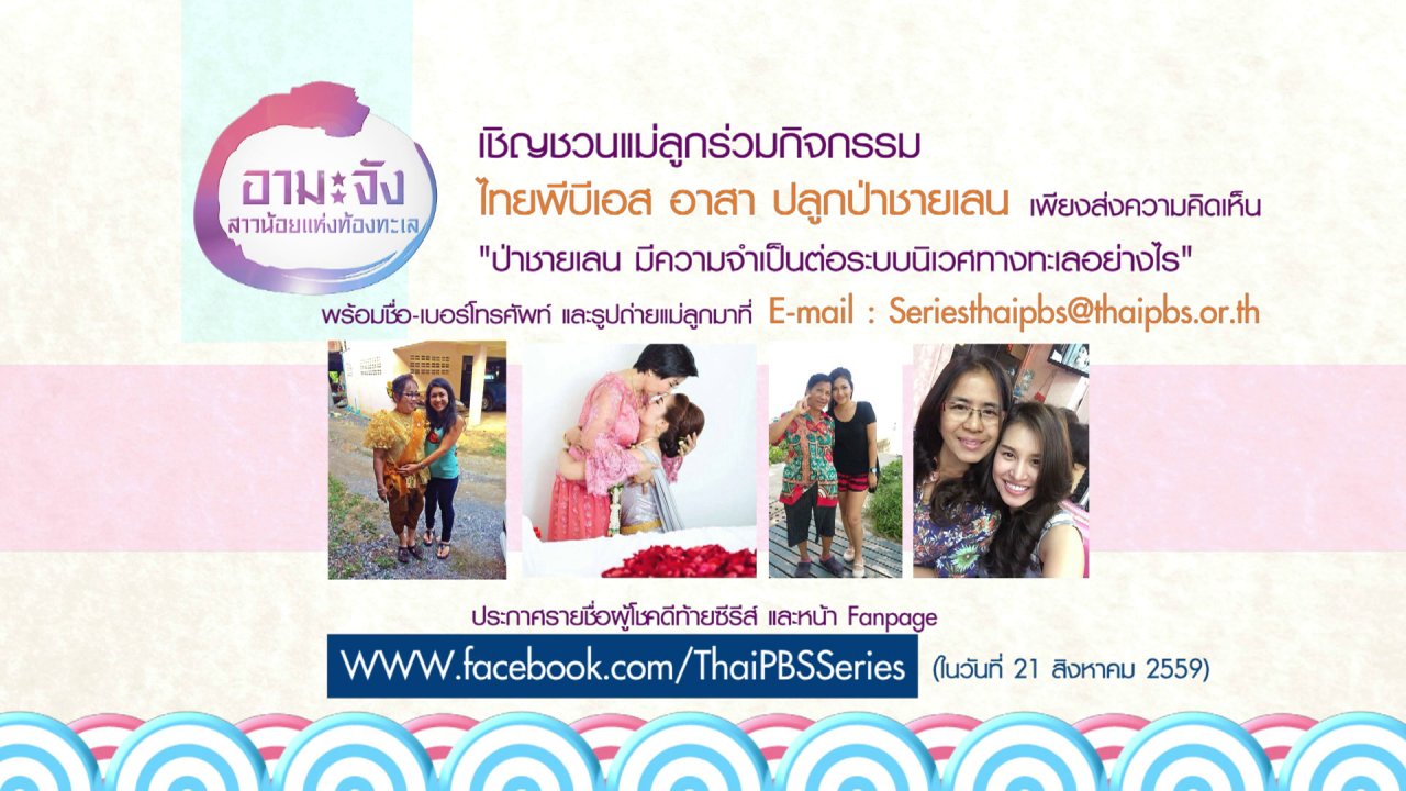ซีรีส์ญี่ปุ่น อามะจัง สาวน้อยแห่งท้องทะเล - เชิญชวนแม่ลูกร่วมกิจกรรม “ไทยพีบีเอสอาสา ปลูกป่าชายเลน”