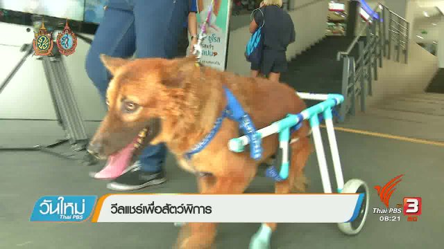 บอกเล่าข่าวดี : อุปกรณ์วีลแชร์ช่วยสัตว์พิการ