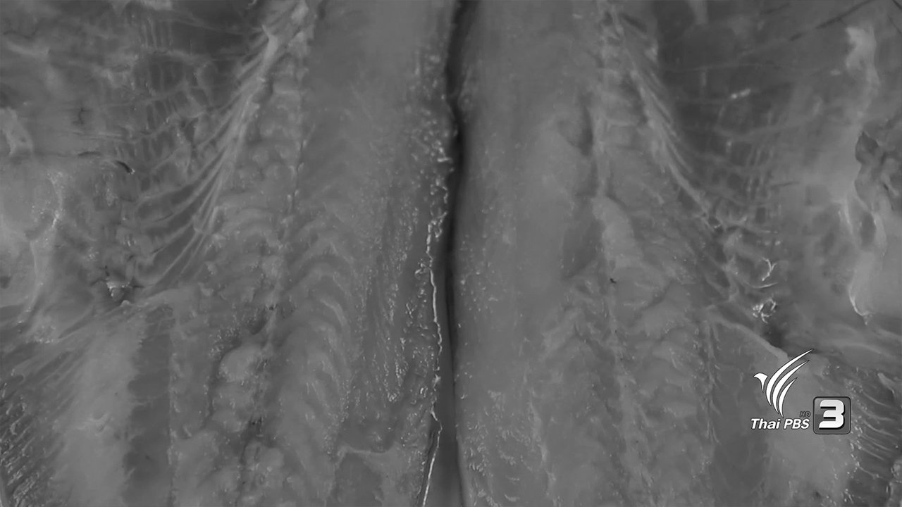 วิธีแล่ปลาสวาย