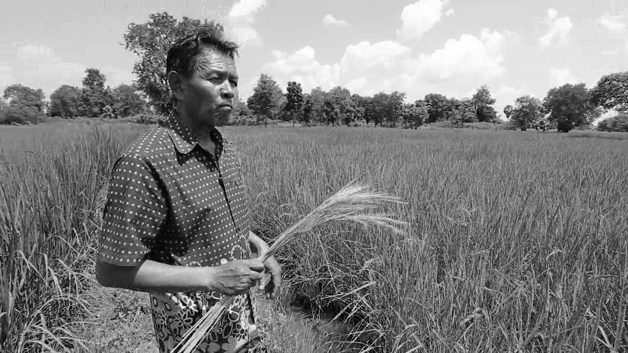 ข้าวอีสานพันธุ์ดี