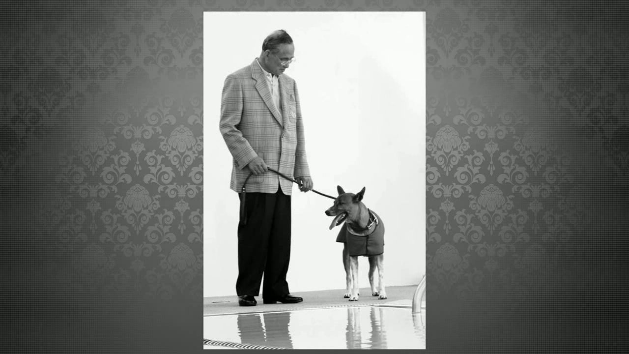 ในหลวงกับสัตว์ทรงเลี้ยง