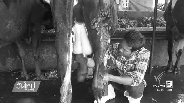 เกษตรกรโคนมสุโขทัยยึดหลักเศรษฐกิจพอเพียง