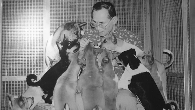 สานต่อศูนย์รักษ์สุนัขหัวหิน