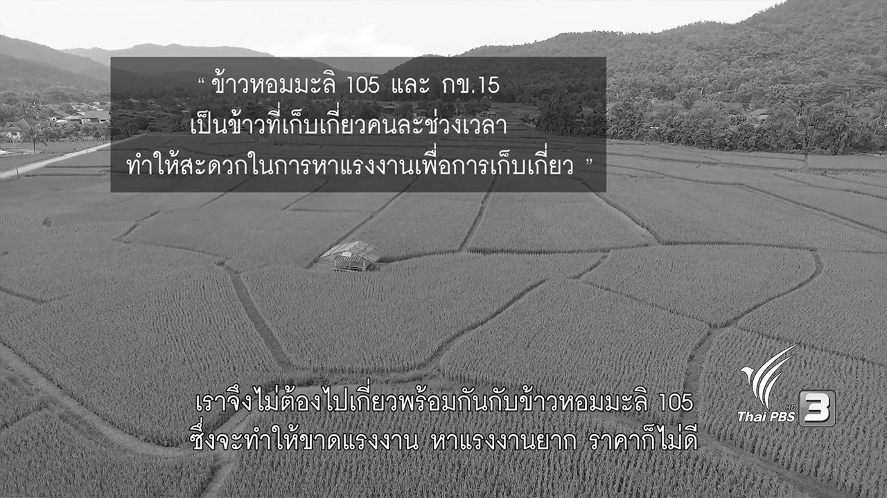 ปลูกวันแม่ เกี่ยววันพ่อ - ปลูกปีละครั้ง ทำให้ได้ข้าวที่ดี