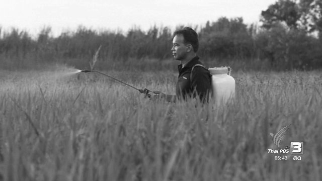 สายสืบเจาะตลาด : ตัวอย่างชาวนาไทยที่ใช้วิธีปลูกข้าวอินทรีย์ต้นทุนต่ำ