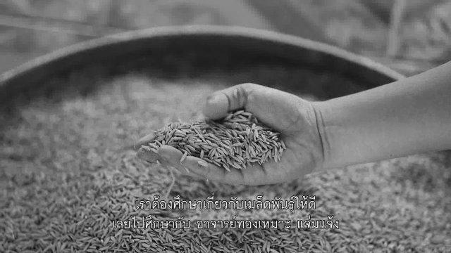 การดำนากล้าต้นเดียว