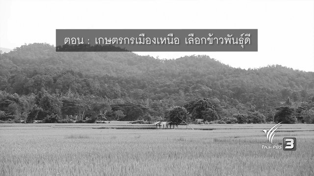 ​เกษตรกรเมืองเหนือ เลือกข้าวพันธุ์ดี