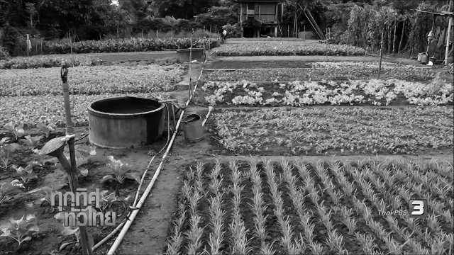 ประเด็นข่าว ( 8 พ.ย. 59)