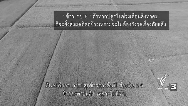 ข้าวพันธุ์ กข15