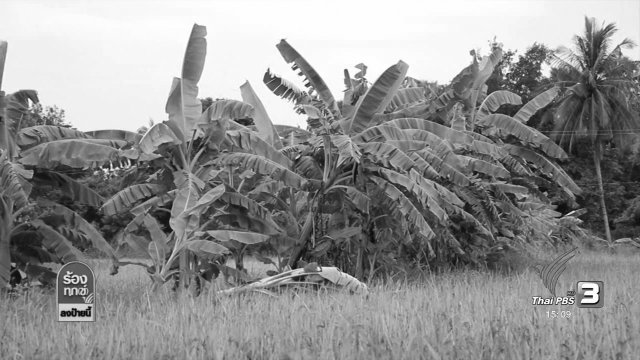 ปฏิวัติการทำนา ยึดปรัชญาเศรษฐกิจพอเพียง จ.อุทัยธานี