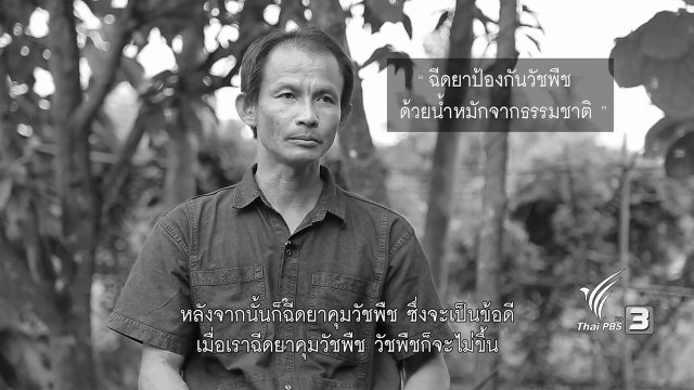 หว่านเปียก หว่านตม