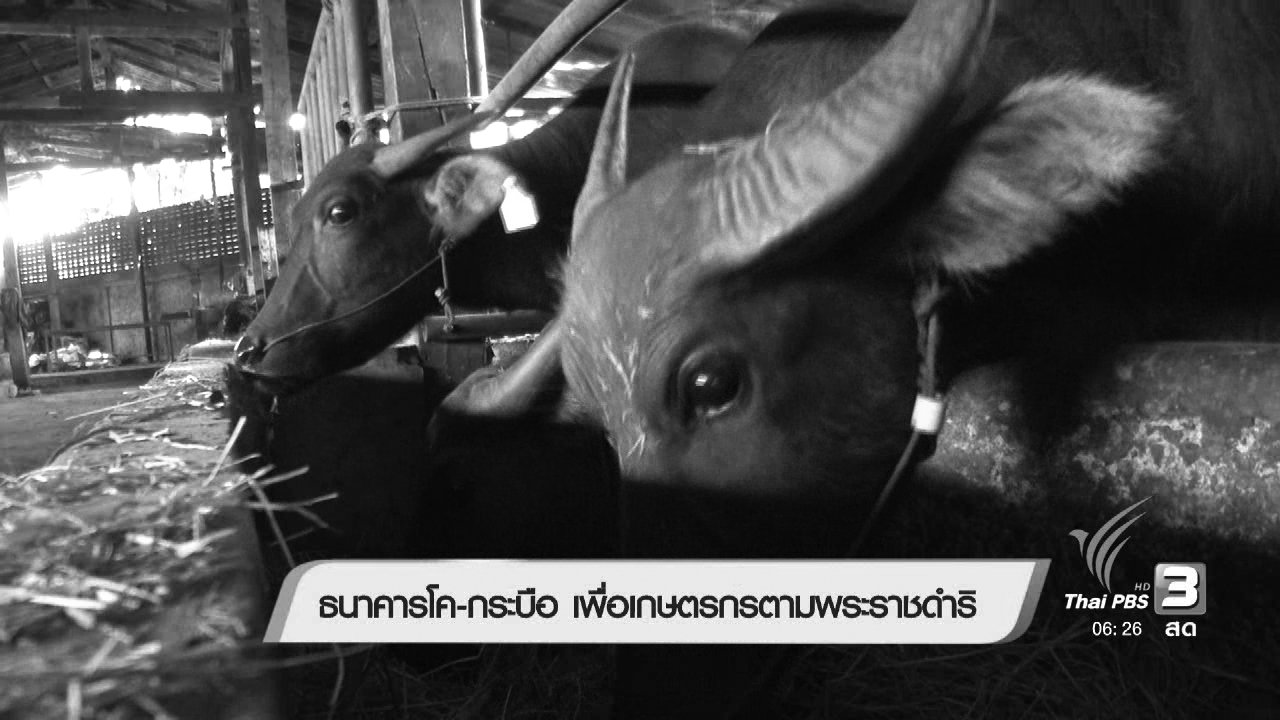 วันใหม่ ไทยพีบีเอส - ธนาคารโค-กระบือ เพื่อเกษตรกรตามพระราชดำริ