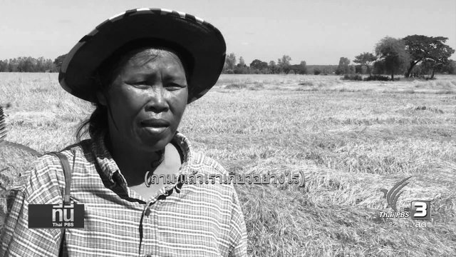 ชาวนาขอนแก่นรับมือเขื่อนอุบลรัตน์ระบายน้ำ