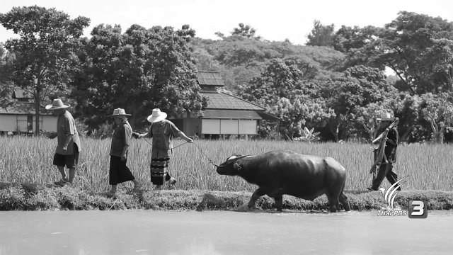 แฮกนาชาวเหนือ (แรกนา)