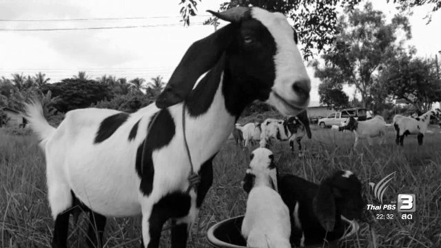 นักข่าวพลเมือง : เลี้ยงแพะเสริมรายได้ จ.ปัตตานี